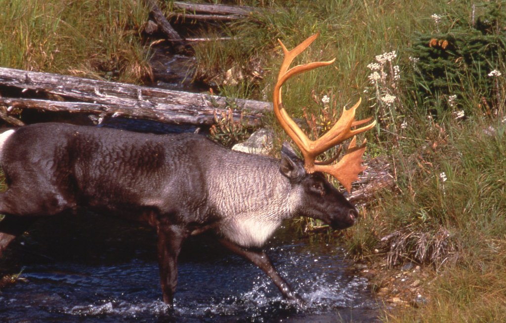 A large caribou with impressive antlers wading through a shallow stream in a grassy, wooded area.