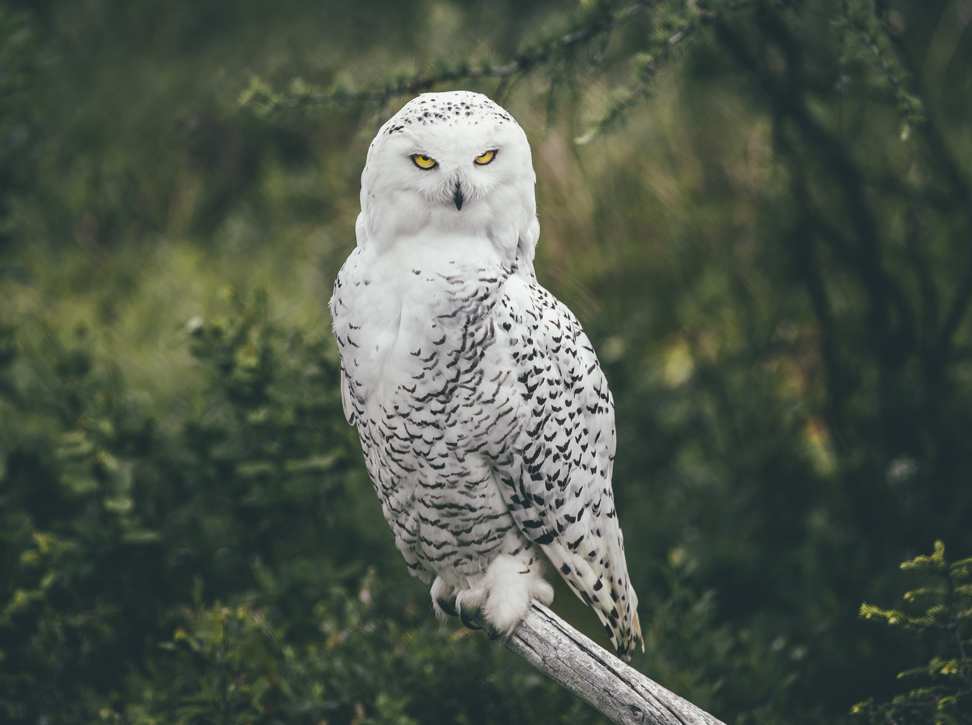A white snowy owl with black spots and yellow eyes perching on a wooden branch against a green forest background.