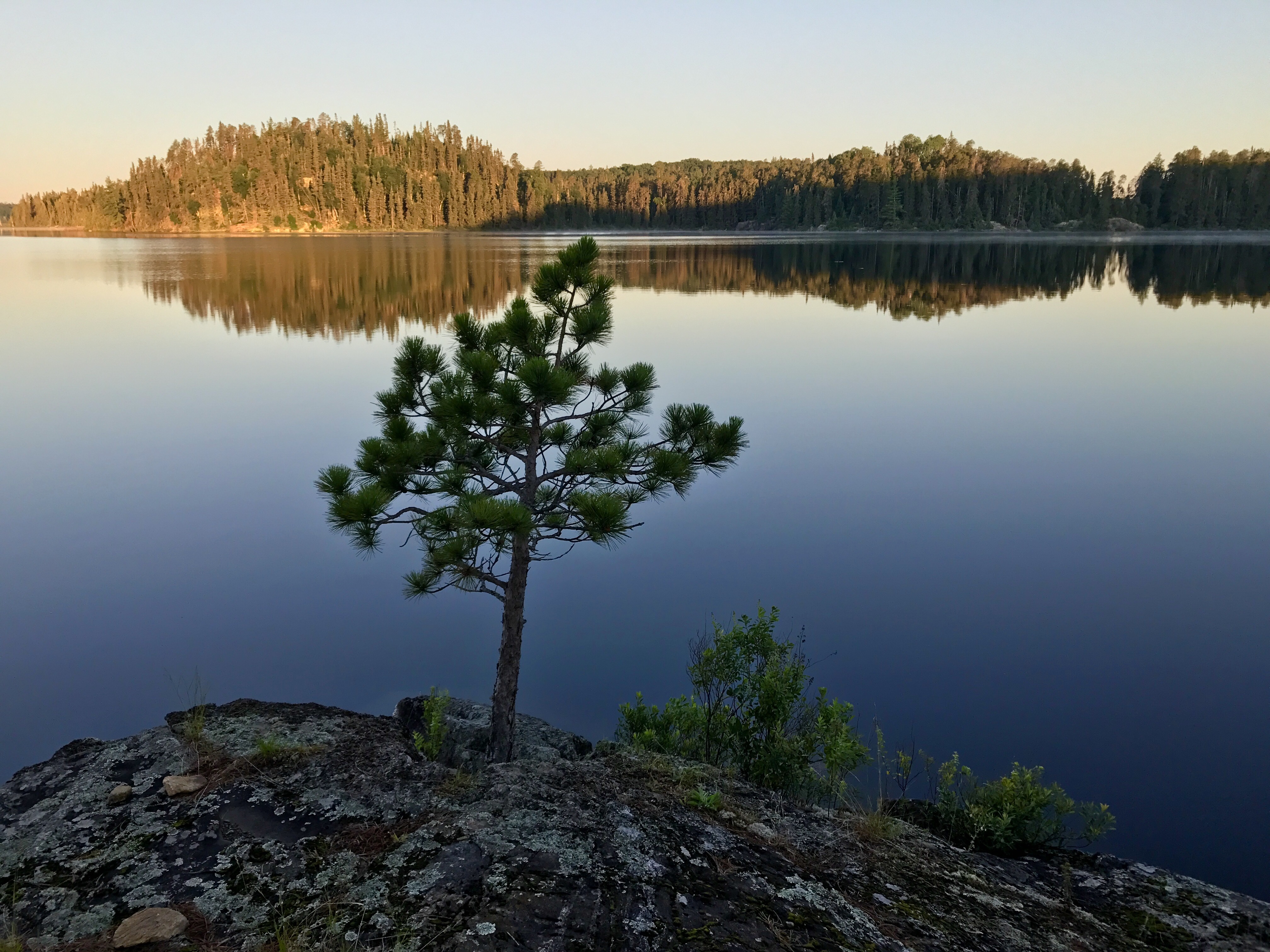 A lone pine tree grows on a rocky shore overlooking a calm lake with forest reflections at sunrise.
