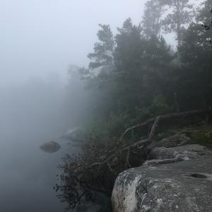 A rocky shoreline with pine trees shrouded in thick white fog over calm water.