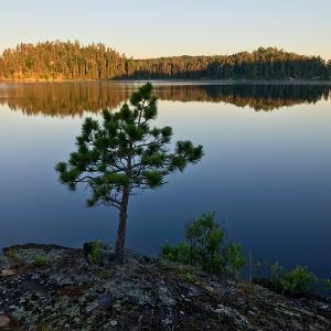 A lone pine tree grows on a rocky shore overlooking a calm lake with forest reflections at sunrise.